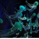 Visite à Doué méduses au Mystère des Faluns