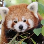 Natur'Zoo Mervent